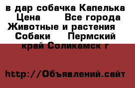 в дар собачка Капелька › Цена ­ 1 - Все города Животные и растения » Собаки   . Пермский край,Соликамск г.